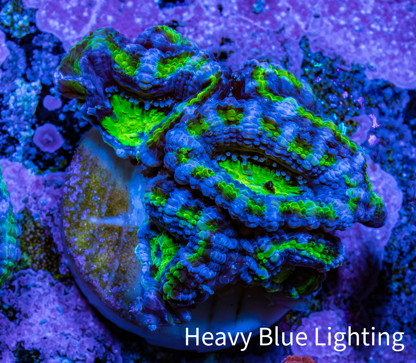 Ultra Acan Coral - Micromussa Lordhowensis - Acan Frag A6R2B1 Ultra Acan Coral - Micromussa Lordhowensis - Acan Frag A6R2B1 LPS Coral Ultra Acan Coral - Micromussa Lordhowensis - Acan Frag A6R2B1 Zeo Box Reef