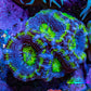 Ultra Acan Coral - Micromussa Lordhowensis - Acan Frag A7R2B1 Ultra Acan Coral - Micromussa Lordhowensis - Acan Frag A7R2B1 LPS Coral Ultra Acan Coral - Micromussa Lordhowensis - Acan Frag A7R2B1 Zeo Box Reef