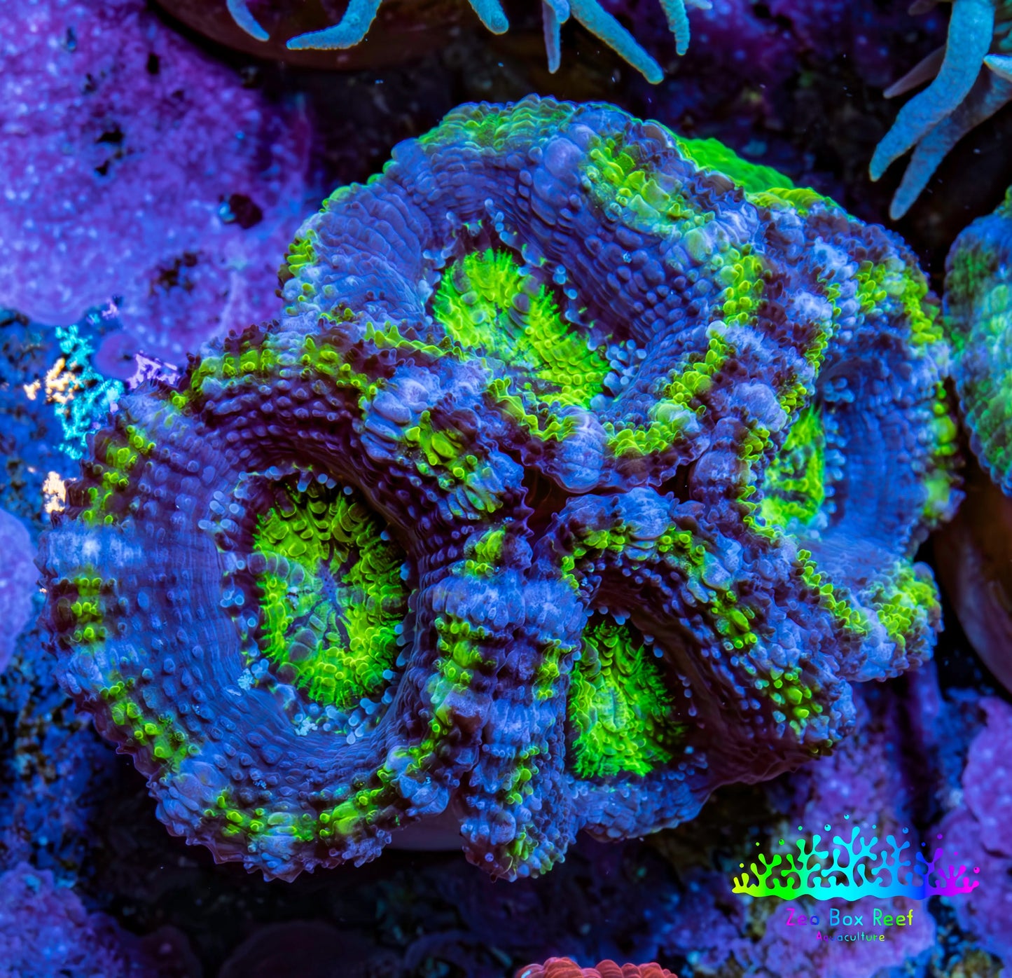 Ultra Acan Coral - Micromussa Lordhowensis - Acan Frag A7R2B1 Ultra Acan Coral - Micromussa Lordhowensis - Acan Frag A7R2B1 LPS Coral Ultra Acan Coral - Micromussa Lordhowensis - Acan Frag A7R2B1 Zeo Box Reef