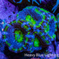 Ultra Acan Coral - Micromussa Lordhowensis - Acan Frag A7R2B1 Ultra Acan Coral - Micromussa Lordhowensis - Acan Frag A7R2B1 LPS Coral Ultra Acan Coral - Micromussa Lordhowensis - Acan Frag A7R2B1 Zeo Box Reef