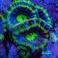 Ultra Acan Coral - Micromussa Lordhowensis - Acan Frag A8R2B1 Ultra Acan Coral - Micromussa Lordhowensis - Acan Frag A8R2B1 LPS Coral Ultra Acan Coral - Micromussa Lordhowensis - Acan Frag A8R2B1 Zeo Box Reef