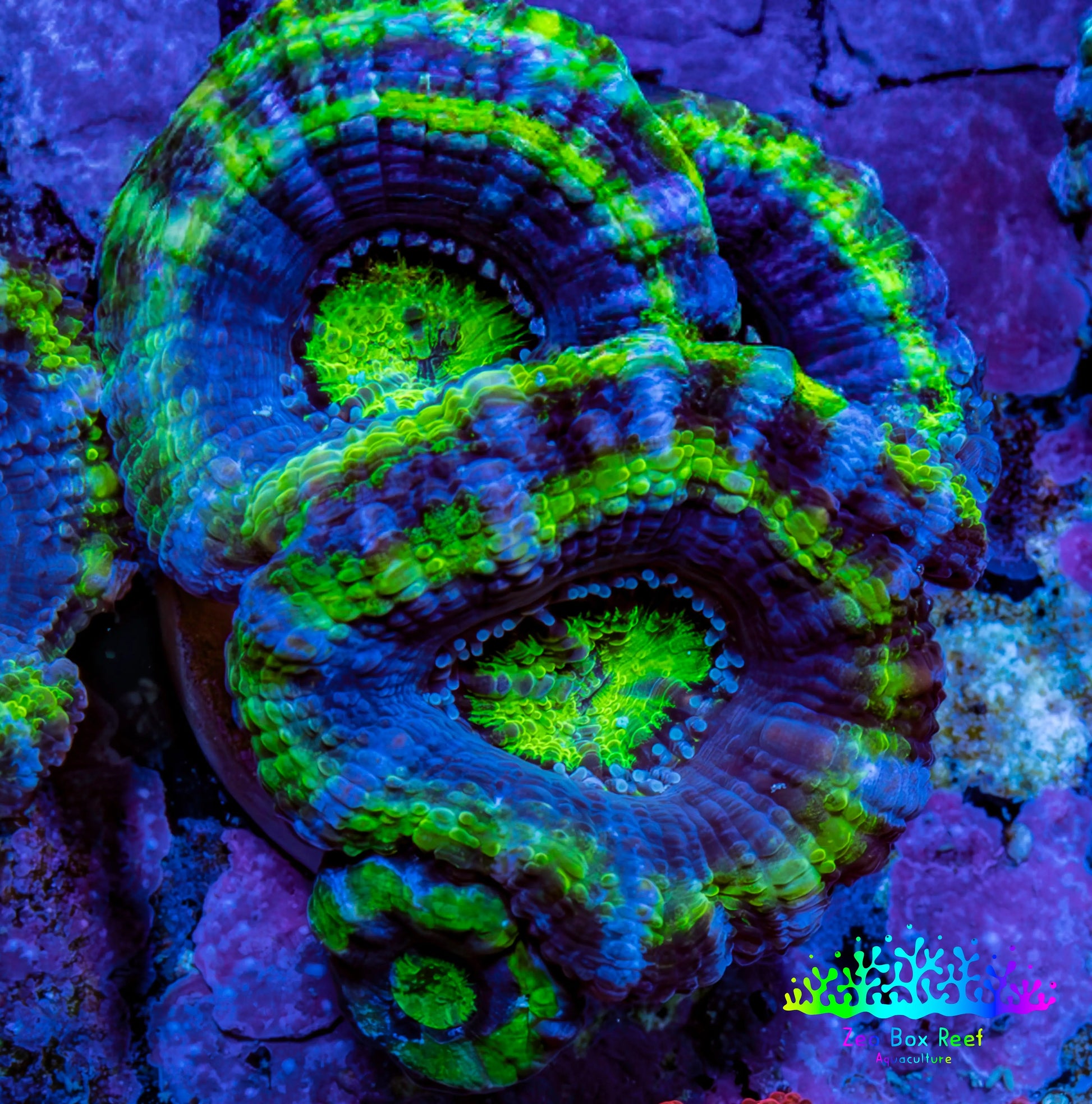 Ultra Acan Coral - Micromussa Lordhowensis - Acan Frag A8R2B1 Ultra Acan Coral - Micromussa Lordhowensis - Acan Frag A8R2B1 LPS Coral Ultra Acan Coral - Micromussa Lordhowensis - Acan Frag A8R2B1 Zeo Box Reef