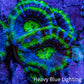 Ultra Acan Coral - Micromussa Lordhowensis - Acan Frag A8R2B1 Ultra Acan Coral - Micromussa Lordhowensis - Acan Frag A8R2B1 LPS Coral Ultra Acan Coral - Micromussa Lordhowensis - Acan Frag A8R2B1 Zeo Box Reef
