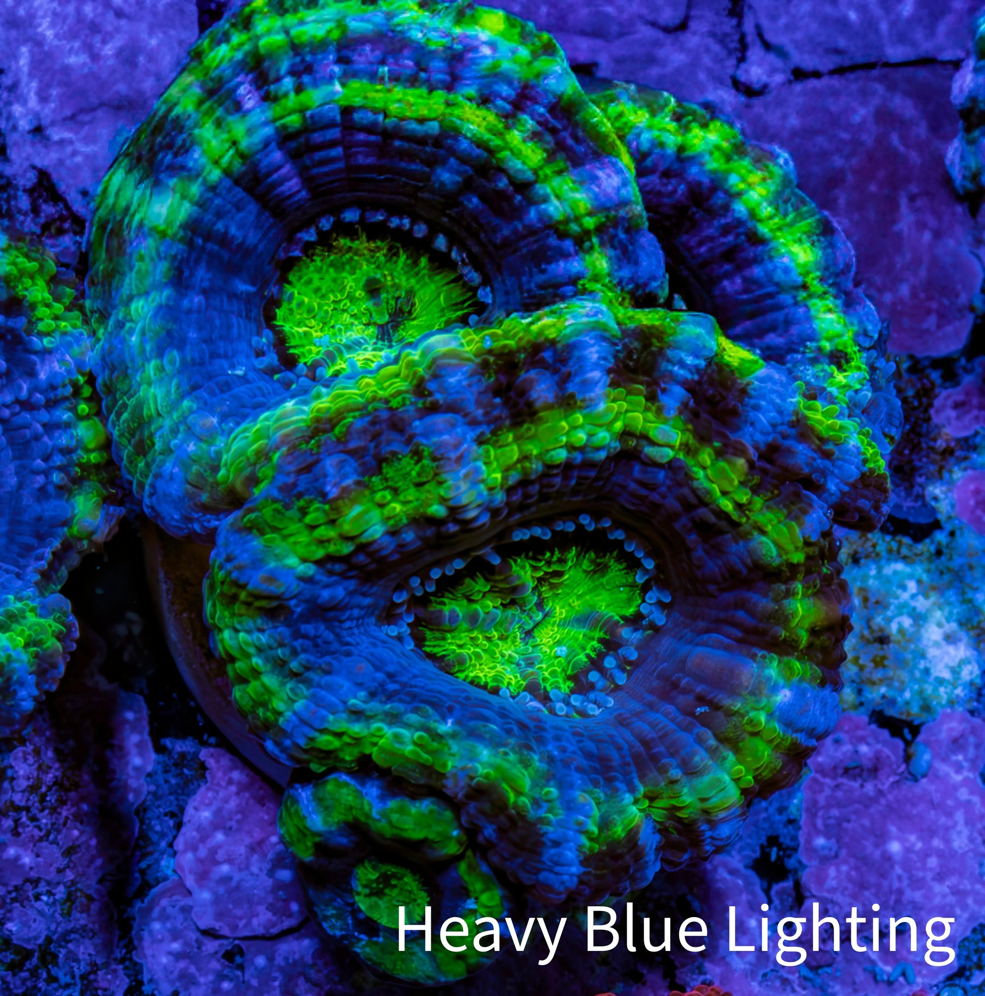 Ultra Acan Coral - Micromussa Lordhowensis - Acan Frag A8R2B1 Ultra Acan Coral - Micromussa Lordhowensis - Acan Frag A8R2B1 LPS Coral Ultra Acan Coral - Micromussa Lordhowensis - Acan Frag A8R2B1 Zeo Box Reef
