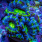 Ultra Acan Coral - Micromussa Lordhowensis - Acan Frag A9R2B1 Ultra Acan Coral - Micromussa Lordhowensis - Acan Frag A9R2B1 LPS Coral Ultra Acan Coral - Micromussa Lordhowensis - Acan Frag A9R2B1 Zeo Box Reef