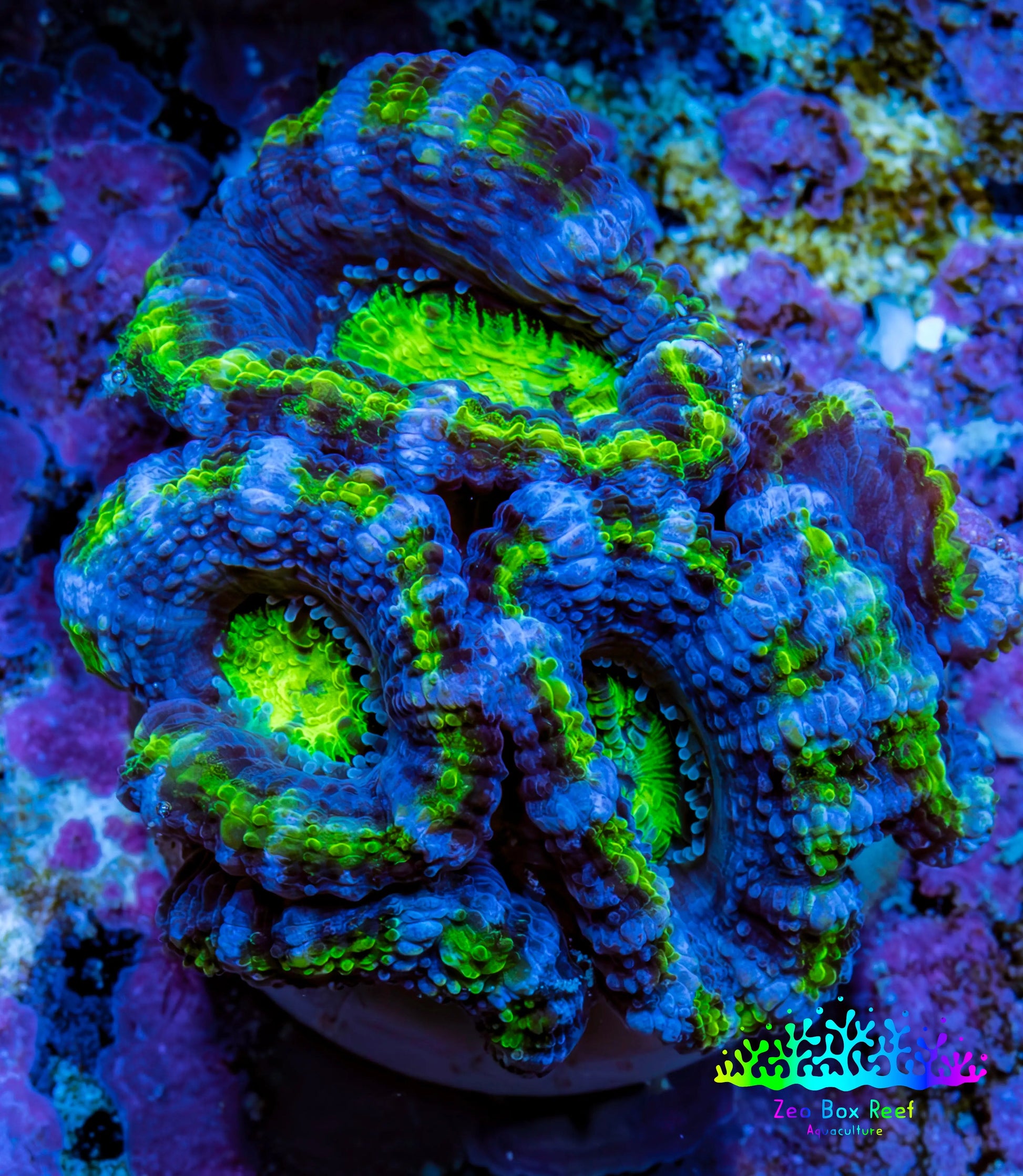 Ultra Acan Coral - Micromussa Lordhowensis - Acan Frag A9R2B1 Ultra Acan Coral - Micromussa Lordhowensis - Acan Frag A9R2B1 LPS Coral Ultra Acan Coral - Micromussa Lordhowensis - Acan Frag A9R2B1 Zeo Box Reef