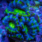 Ultra Acan Coral - Micromussa Lordhowensis - Acan Frag A9R2B1 Ultra Acan Coral - Micromussa Lordhowensis - Acan Frag A9R2B1 LPS Coral Ultra Acan Coral - Micromussa Lordhowensis - Acan Frag A9R2B1 Zeo Box Reef