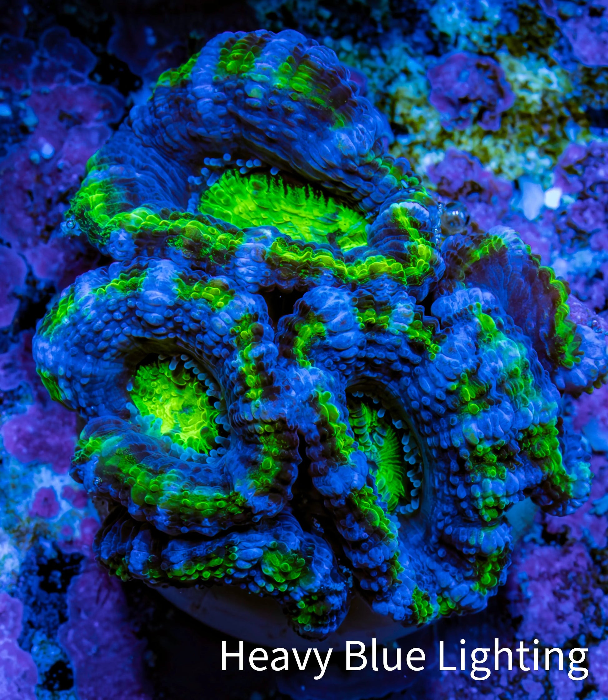 Ultra Acan Coral - Micromussa Lordhowensis - Acan Frag A9R2B1 Ultra Acan Coral - Micromussa Lordhowensis - Acan Frag A9R2B1 LPS Coral Ultra Acan Coral - Micromussa Lordhowensis - Acan Frag A9R2B1 Zeo Box Reef
