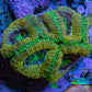 Ultra Acan Coral - Micromussa Lordhowensis - Acan Frag B1R2B1 Ultra Acan Coral - Micromussa Lordhowensis - Acan Frag B1R2B1 LPS Coral Ultra Acan Coral - Micromussa Lordhowensis - Acan Frag B1R2B1 Zeo Box Reef