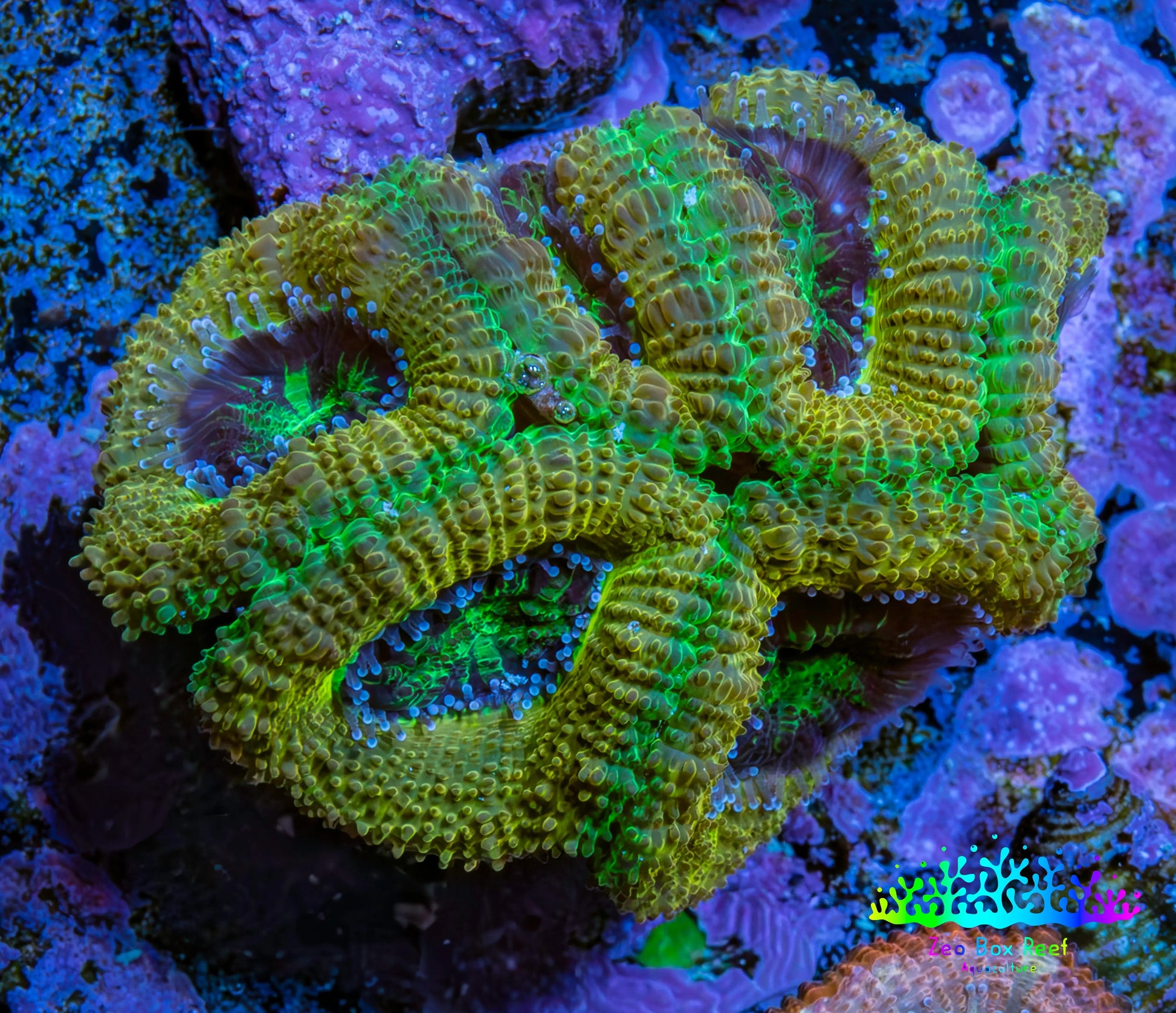 Ultra Acan Coral - Micromussa Lordhowensis - Acan Frag B1R2B1 Ultra Acan Coral - Micromussa Lordhowensis - Acan Frag B1R2B1 LPS Coral Ultra Acan Coral - Micromussa Lordhowensis - Acan Frag B1R2B1 Zeo Box Reef