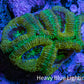 Ultra Acan Coral - Micromussa Lordhowensis - Acan Frag B1R2B1 Ultra Acan Coral - Micromussa Lordhowensis - Acan Frag B1R2B1 LPS Coral Ultra Acan Coral - Micromussa Lordhowensis - Acan Frag B1R2B1 Zeo Box Reef