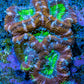 Ultra Acan Coral - Micromussa Lordhowensis - Acan Frag B1R3B1 Ultra Acan Coral - Micromussa Lordhowensis - Acan Frag B1R3B1 LPS Coral Ultra Acan Coral - Micromussa Lordhowensis - Acan Frag B1R3B1 Zeo Box Reef