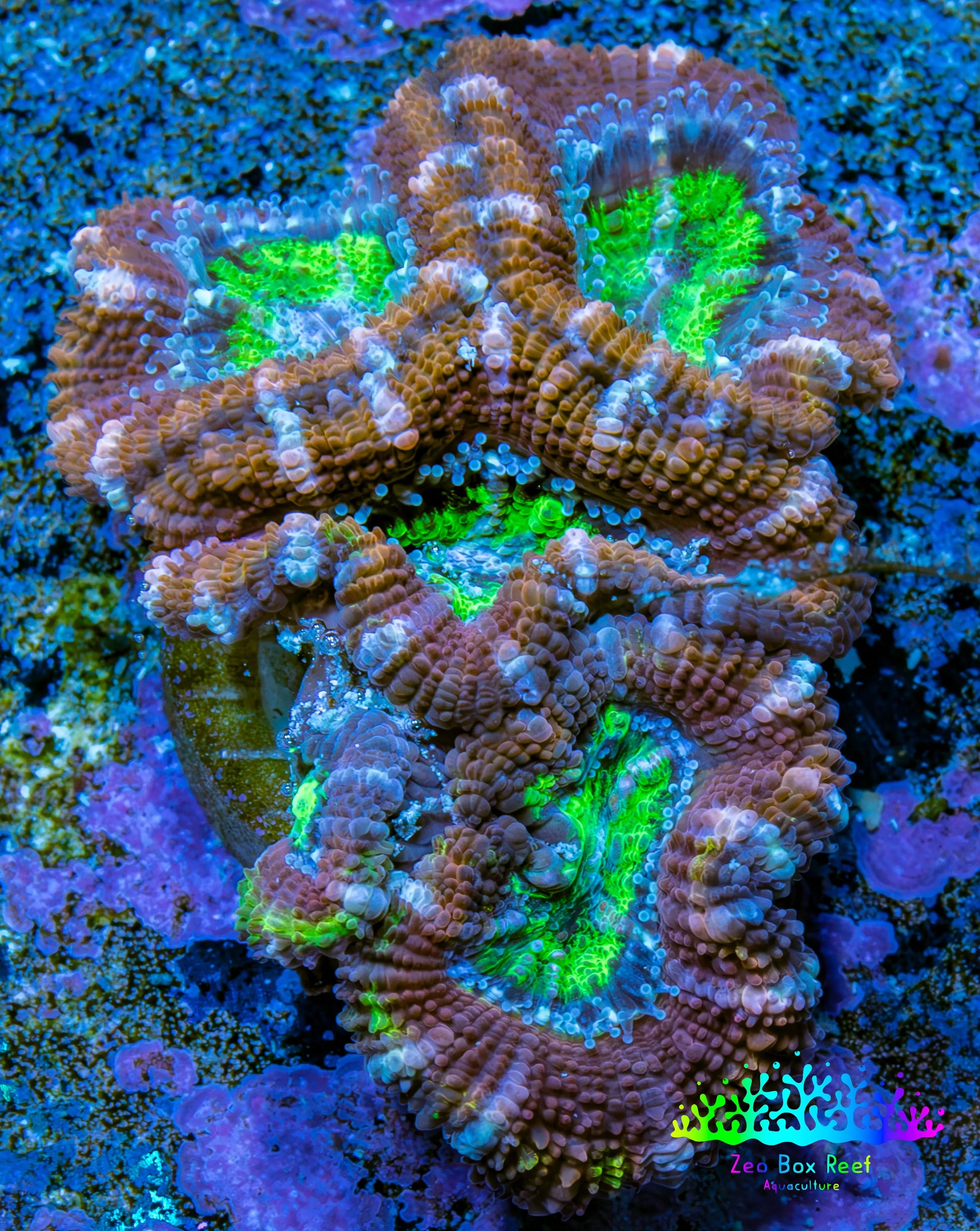 Ultra Acan Coral - Micromussa Lordhowensis - Acan Frag B1R3B1 Ultra Acan Coral - Micromussa Lordhowensis - Acan Frag B1R3B1 LPS Coral Ultra Acan Coral - Micromussa Lordhowensis - Acan Frag B1R3B1 Zeo Box Reef