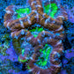 Ultra Acan Coral - Micromussa Lordhowensis - Acan Frag B1R3B1 Ultra Acan Coral - Micromussa Lordhowensis - Acan Frag B1R3B1 LPS Coral Ultra Acan Coral - Micromussa Lordhowensis - Acan Frag B1R3B1 Zeo Box Reef