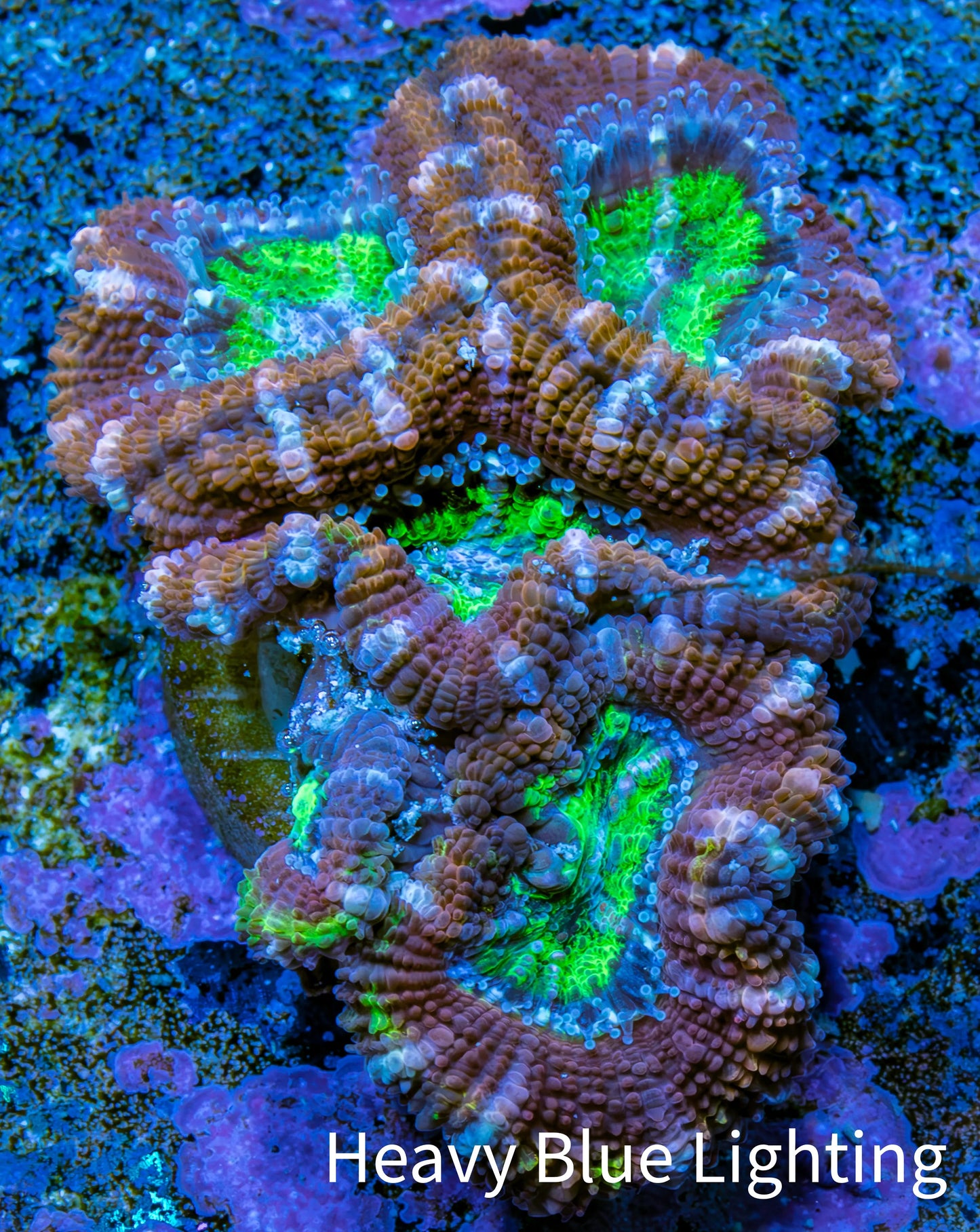 Ultra Acan Coral - Micromussa Lordhowensis - Acan Frag B1R3B1 Ultra Acan Coral - Micromussa Lordhowensis - Acan Frag B1R3B1 LPS Coral Ultra Acan Coral - Micromussa Lordhowensis - Acan Frag B1R3B1 Zeo Box Reef