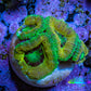 Ultra Acan Coral - Micromussa Lordhowensis - Acan Frag B2R2B1 Ultra Acan Coral - Micromussa Lordhowensis - Acan Frag B2R2B1 LPS Coral Ultra Acan Coral - Micromussa Lordhowensis - Acan Frag B2R2B1 Zeo Box Reef