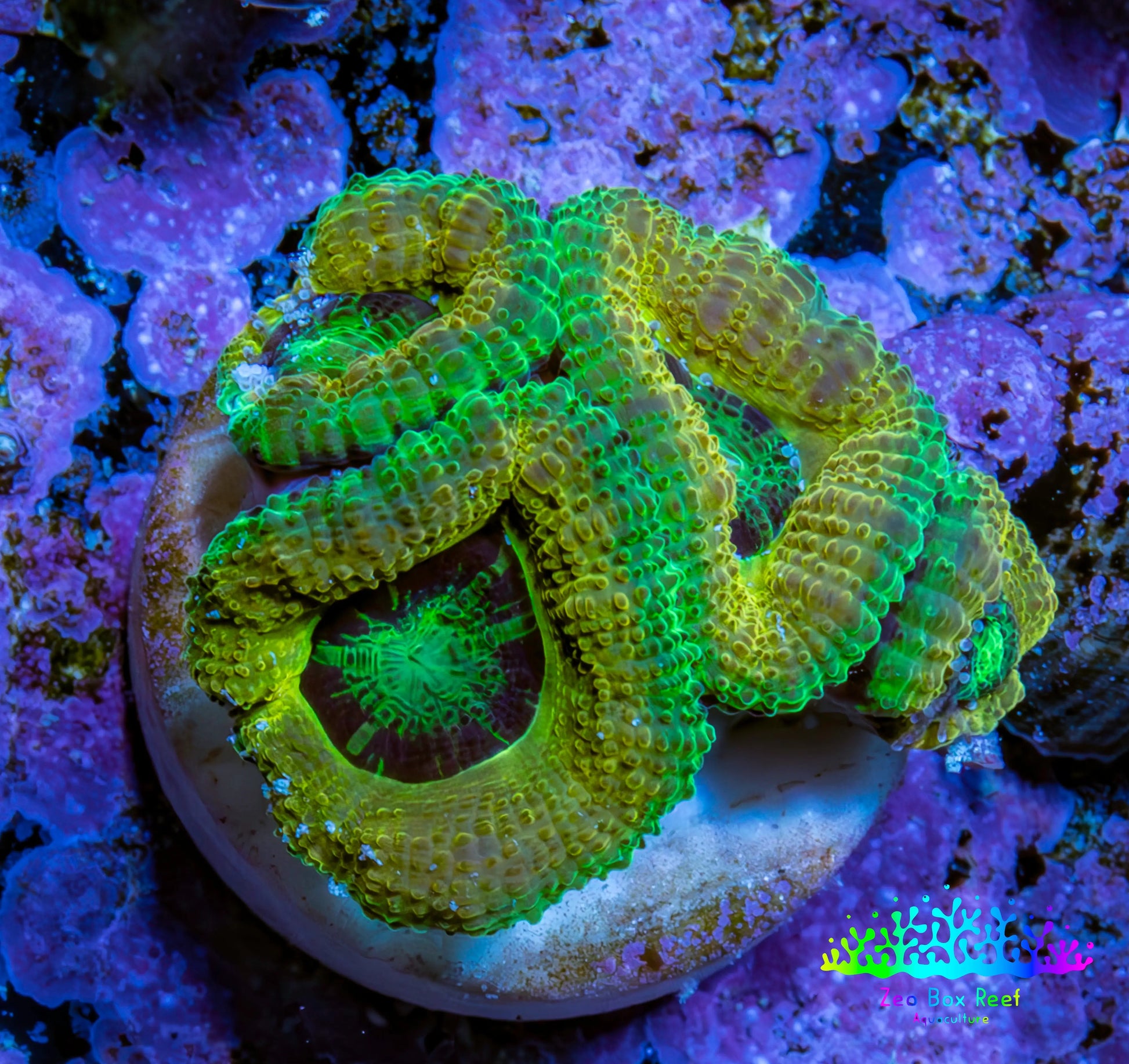 Ultra Acan Coral - Micromussa Lordhowensis - Acan Frag B2R2B1 Ultra Acan Coral - Micromussa Lordhowensis - Acan Frag B2R2B1 LPS Coral Ultra Acan Coral - Micromussa Lordhowensis - Acan Frag B2R2B1 Zeo Box Reef