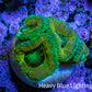 Ultra Acan Coral - Micromussa Lordhowensis - Acan Frag B2R2B1 Ultra Acan Coral - Micromussa Lordhowensis - Acan Frag B2R2B1 LPS Coral Ultra Acan Coral - Micromussa Lordhowensis - Acan Frag B2R2B1 Zeo Box Reef