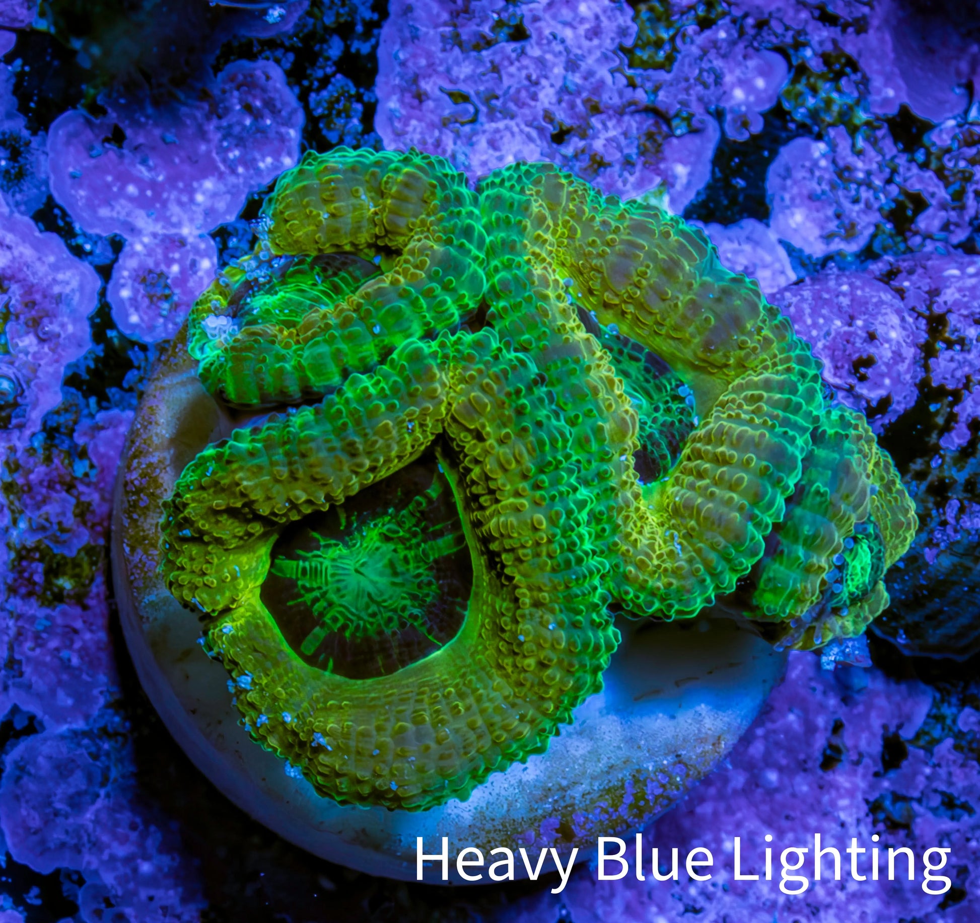 Ultra Acan Coral - Micromussa Lordhowensis - Acan Frag B2R2B1 Ultra Acan Coral - Micromussa Lordhowensis - Acan Frag B2R2B1 LPS Coral Ultra Acan Coral - Micromussa Lordhowensis - Acan Frag B2R2B1 Zeo Box Reef