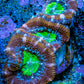 Ultra Acan Coral - Micromussa Lordhowensis - Acan Frag B2R3B1 Ultra Acan Coral - Micromussa Lordhowensis - Acan Frag B2R3B1 LPS Coral Ultra Acan Coral - Micromussa Lordhowensis - Acan Frag B2R3B1 Zeo Box Reef