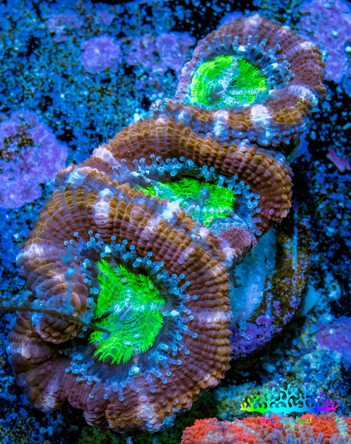 Ultra Acan Coral - Micromussa Lordhowensis - Acan Frag B2R3B1 Ultra Acan Coral - Micromussa Lordhowensis - Acan Frag B2R3B1 LPS Coral Ultra Acan Coral - Micromussa Lordhowensis - Acan Frag B2R3B1 Zeo Box Reef