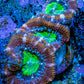 Ultra Acan Coral - Micromussa Lordhowensis - Acan Frag B2R3B1 Ultra Acan Coral - Micromussa Lordhowensis - Acan Frag B2R3B1 LPS Coral Ultra Acan Coral - Micromussa Lordhowensis - Acan Frag B2R3B1 Zeo Box Reef