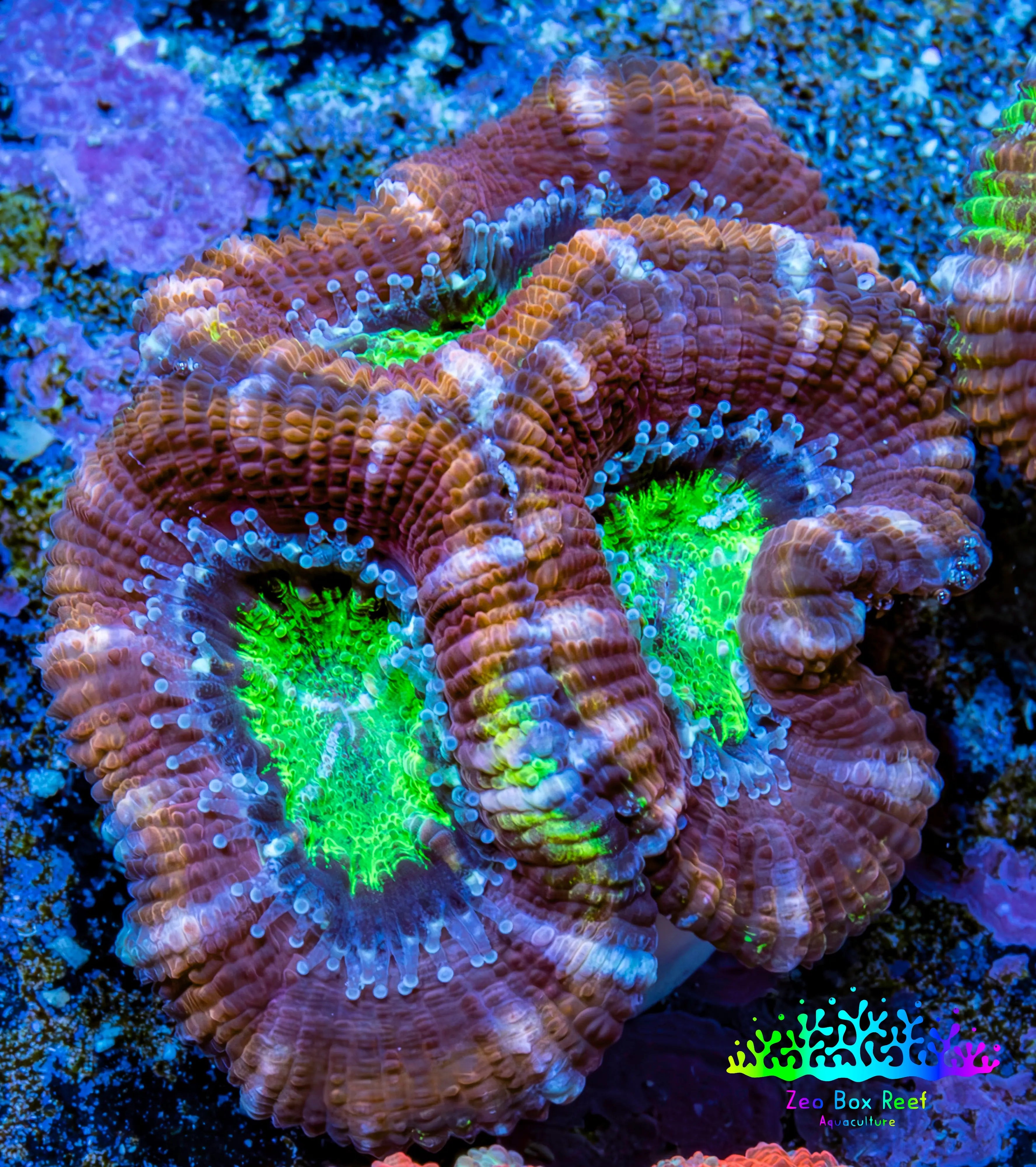 Ultra Green and Purple Acan Corals For Sale AusTralia - Zeo Box Reef ...