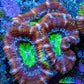 Ultra Acan Coral - Micromussa Lordhowensis - Acan Frag B3R3B1 Ultra Acan Coral - Micromussa Lordhowensis - Acan Frag B3R3B1 LPS Coral Ultra Acan Coral - Micromussa Lordhowensis - Acan Frag B3R3B1 Zeo Box Reef
