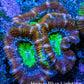 Ultra Acan Coral - Micromussa Lordhowensis - Acan Frag B3R3B1 Ultra Acan Coral - Micromussa Lordhowensis - Acan Frag B3R3B1 LPS Coral Ultra Acan Coral - Micromussa Lordhowensis - Acan Frag B3R3B1 Zeo Box Reef