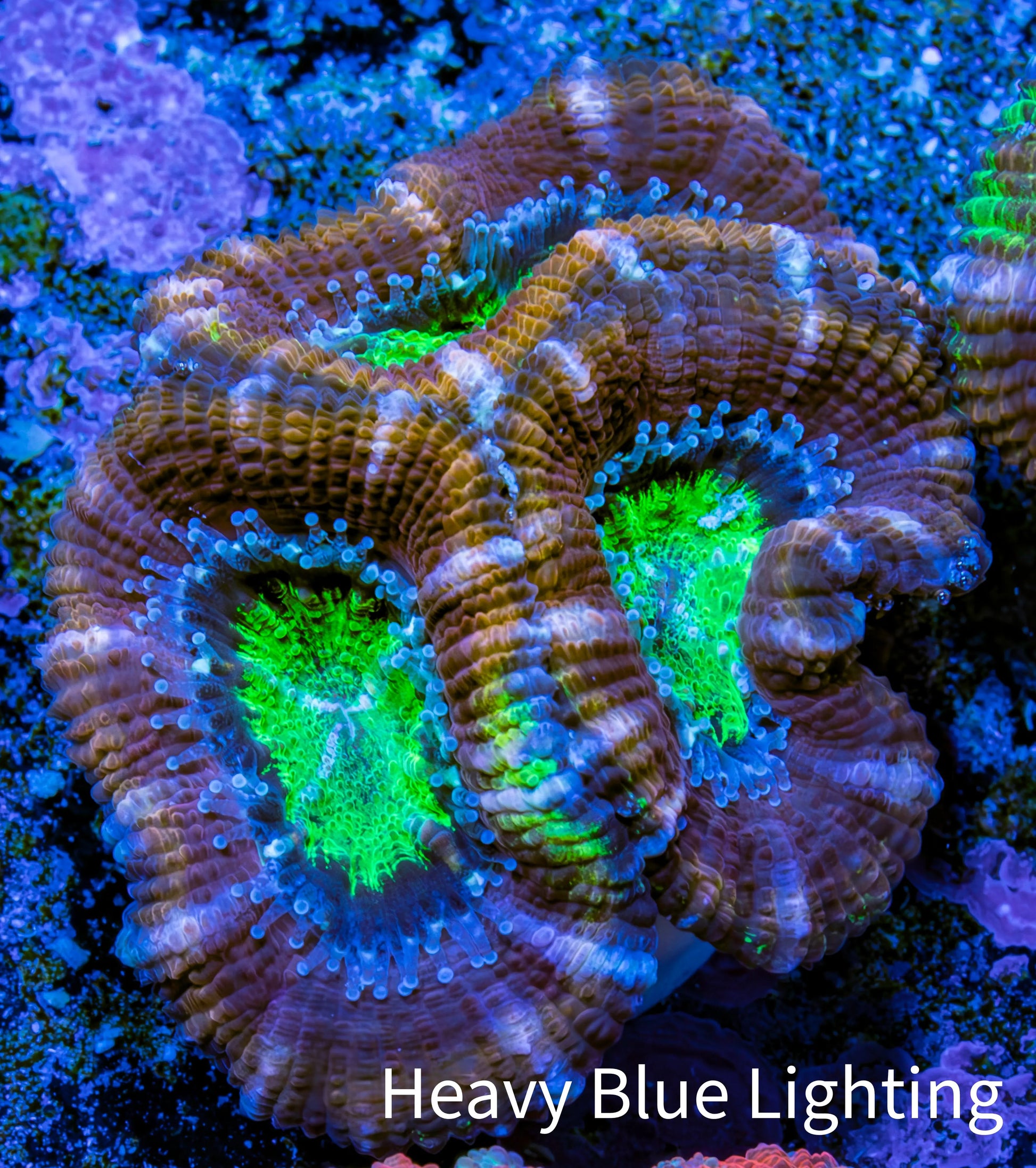 Ultra Acan Coral - Micromussa Lordhowensis - Acan Frag B3R3B1 Ultra Acan Coral - Micromussa Lordhowensis - Acan Frag B3R3B1 LPS Coral Ultra Acan Coral - Micromussa Lordhowensis - Acan Frag B3R3B1 Zeo Box Reef