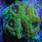 Ultra Acan Coral - Micromussa Lordhowensis - Acan Frag B4R2B1 Ultra Acan Coral - Micromussa Lordhowensis - Acan Frag B4R2B1 LPS Coral Ultra Acan Coral - Micromussa Lordhowensis - Acan Frag B4R2B1 Zeo Box Reef