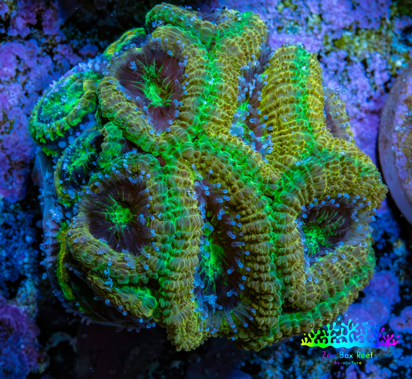 Ultra Acan Coral - Micromussa Lordhowensis - Acan Frag B4R2B1 Ultra Acan Coral - Micromussa Lordhowensis - Acan Frag B4R2B1 LPS Coral Ultra Acan Coral - Micromussa Lordhowensis - Acan Frag B4R2B1 Zeo Box Reef