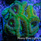 Ultra Acan Coral - Micromussa Lordhowensis - Acan Frag B4R2B1 Ultra Acan Coral - Micromussa Lordhowensis - Acan Frag B4R2B1 LPS Coral Ultra Acan Coral - Micromussa Lordhowensis - Acan Frag B4R2B1 Zeo Box Reef