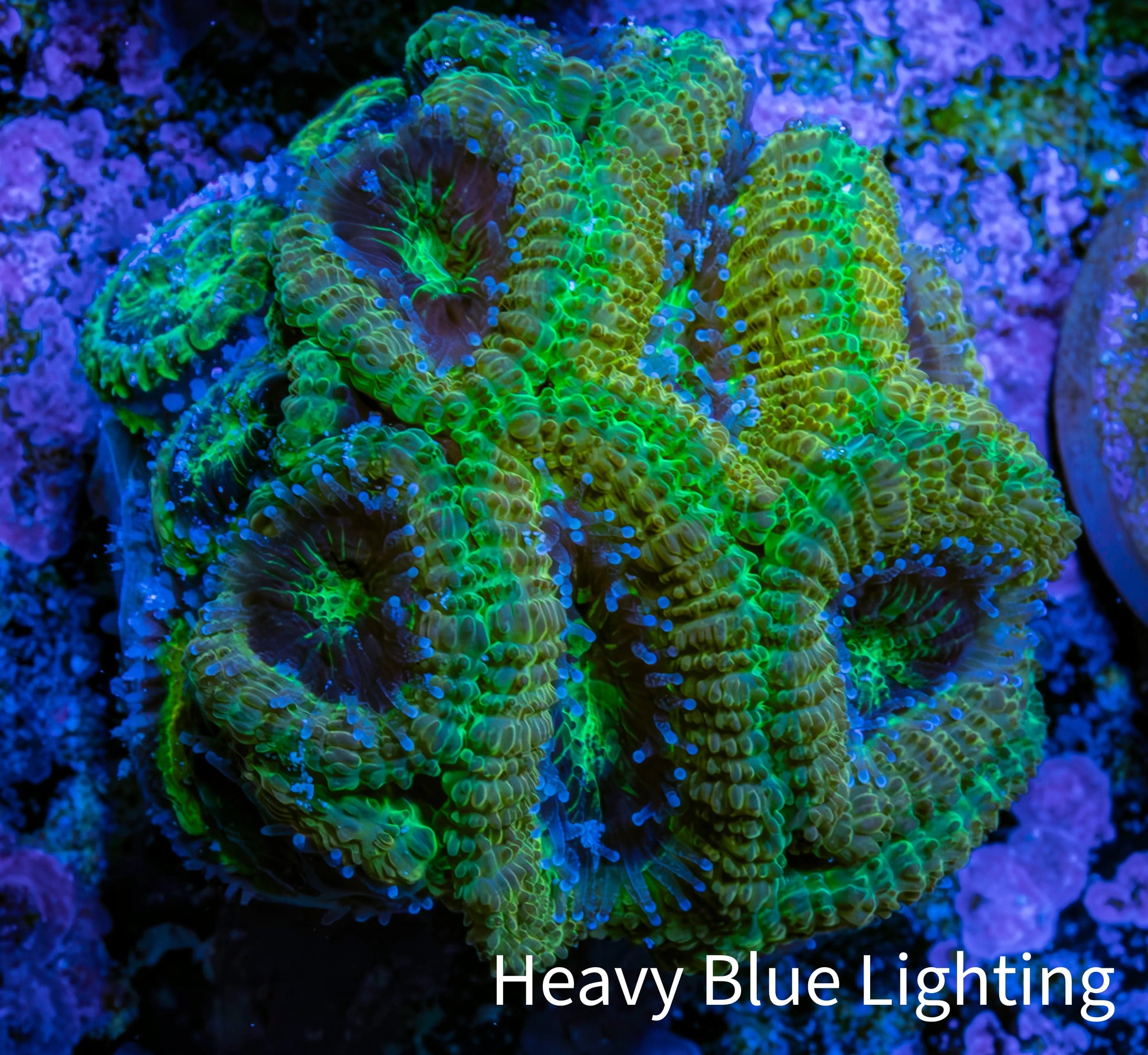 Ultra Acan Coral - Micromussa Lordhowensis - Acan Frag B4R2B1 Ultra Acan Coral - Micromussa Lordhowensis - Acan Frag B4R2B1 LPS Coral Ultra Acan Coral - Micromussa Lordhowensis - Acan Frag B4R2B1 Zeo Box Reef