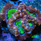 Ultra Acan Coral - Micromussa Lordhowensis - Acan Frag B4R3B1 Ultra Acan Coral - Micromussa Lordhowensis - Acan Frag B4R3B1 LPS Coral Ultra Acan Coral - Micromussa Lordhowensis - Acan Frag B4R3B1 Zeo Box Reef