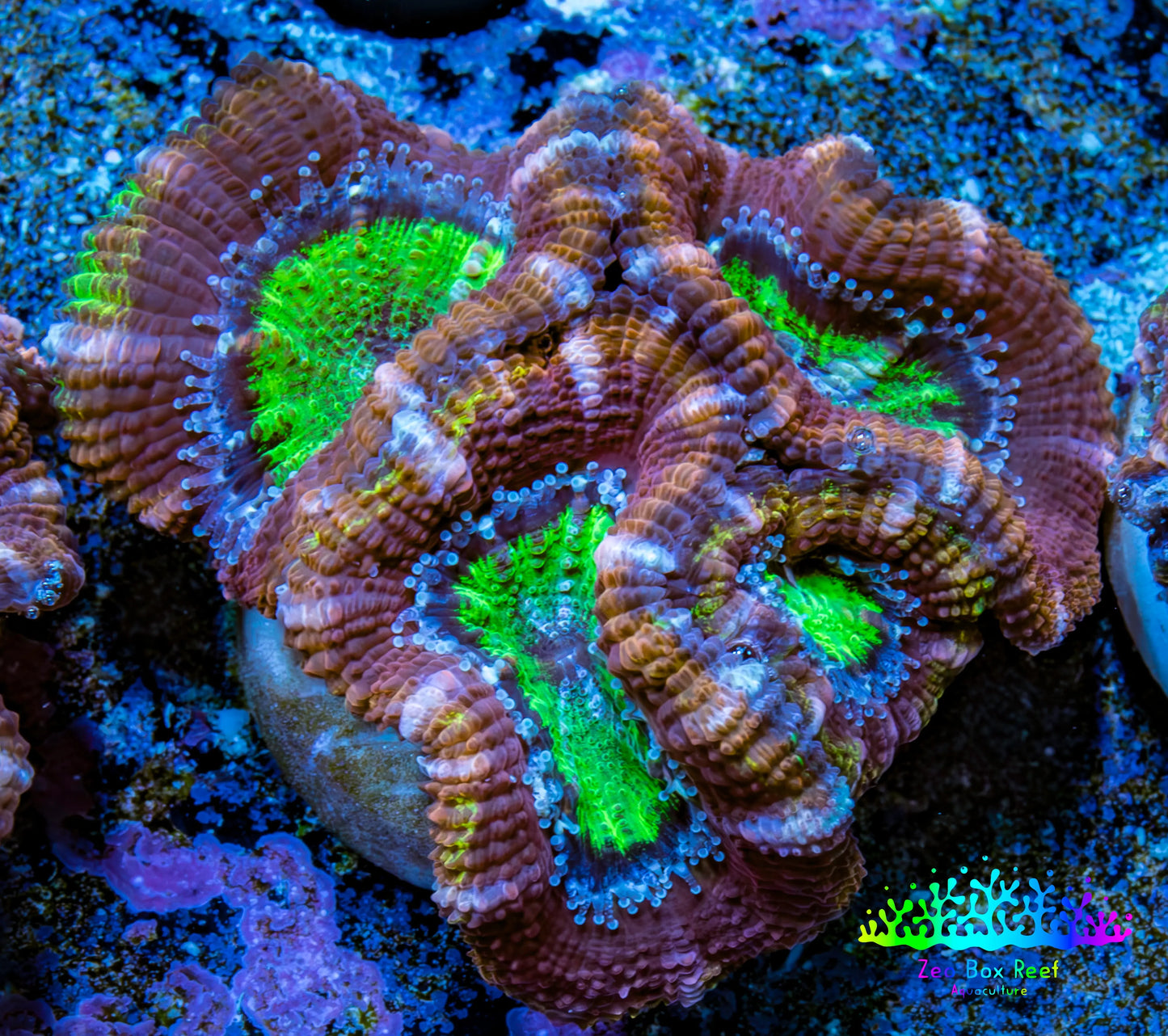 Ultra Acan Coral - Micromussa Lordhowensis - Acan Frag B4R3B1 Ultra Acan Coral - Micromussa Lordhowensis - Acan Frag B4R3B1 LPS Coral Ultra Acan Coral - Micromussa Lordhowensis - Acan Frag B4R3B1 Zeo Box Reef