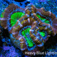 Ultra Acan Coral - Micromussa Lordhowensis - Acan Frag B4R3B1 Ultra Acan Coral - Micromussa Lordhowensis - Acan Frag B4R3B1 LPS Coral Ultra Acan Coral - Micromussa Lordhowensis - Acan Frag B4R3B1 Zeo Box Reef
