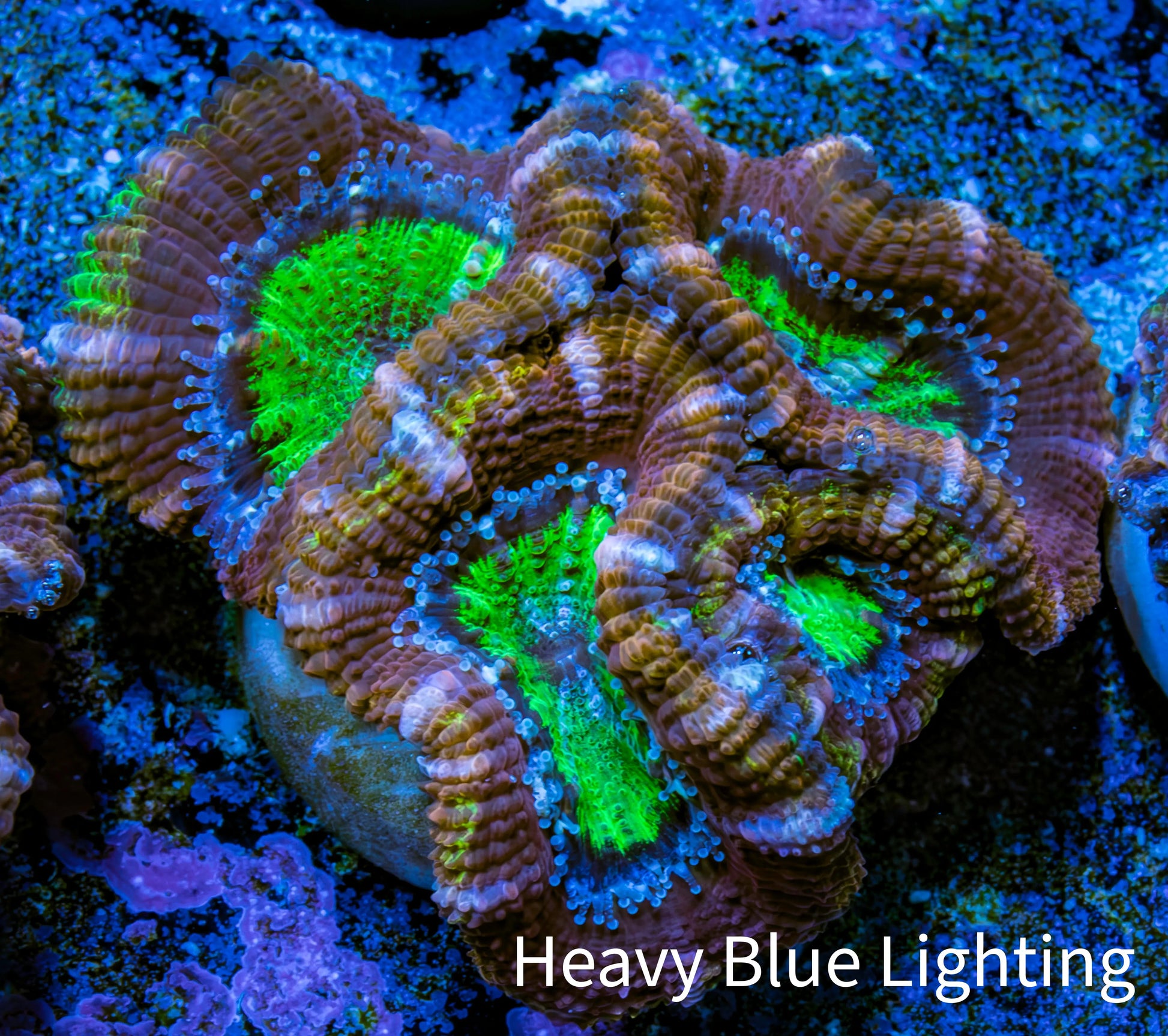 Ultra Acan Coral - Micromussa Lordhowensis - Acan Frag B4R3B1 Ultra Acan Coral - Micromussa Lordhowensis - Acan Frag B4R3B1 LPS Coral Ultra Acan Coral - Micromussa Lordhowensis - Acan Frag B4R3B1 Zeo Box Reef