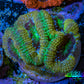 Ultra Acan Coral - Micromussa Lordhowensis - Acan Frag B5R2B1 Ultra Acan Coral - Micromussa Lordhowensis - Acan Frag B5R2B1 LPS Coral Ultra Acan Coral - Micromussa Lordhowensis - Acan Frag B5R2B1 Zeo Box Reef