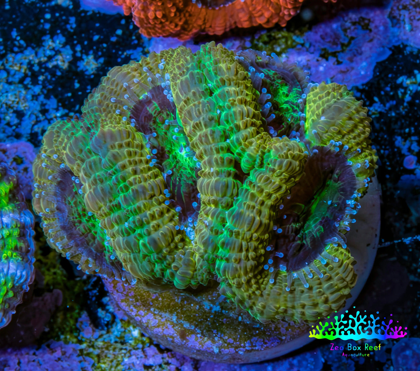 Ultra Acan Coral - Micromussa Lordhowensis - Acan Frag B5R2B1 Ultra Acan Coral - Micromussa Lordhowensis - Acan Frag B5R2B1 LPS Coral Ultra Acan Coral - Micromussa Lordhowensis - Acan Frag B5R2B1 Zeo Box Reef