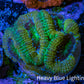 Ultra Acan Coral - Micromussa Lordhowensis - Acan Frag B5R2B1 Ultra Acan Coral - Micromussa Lordhowensis - Acan Frag B5R2B1 LPS Coral Ultra Acan Coral - Micromussa Lordhowensis - Acan Frag B5R2B1 Zeo Box Reef