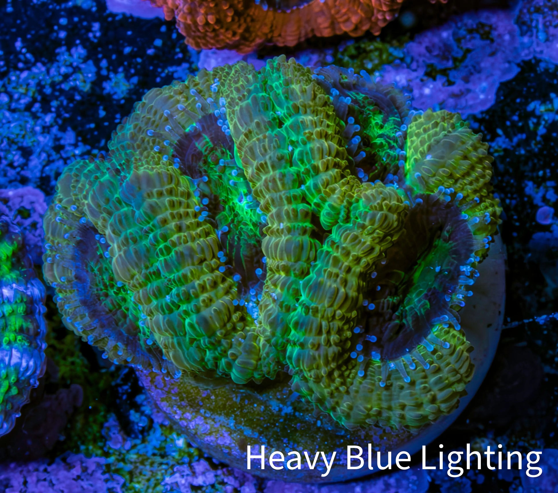 Ultra Acan Coral - Micromussa Lordhowensis - Acan Frag B5R2B1 Ultra Acan Coral - Micromussa Lordhowensis - Acan Frag B5R2B1 LPS Coral Ultra Acan Coral - Micromussa Lordhowensis - Acan Frag B5R2B1 Zeo Box Reef