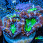 Ultra Acan Coral - Micromussa Lordhowensis - Acan Frag B5R3B1 Ultra Acan Coral - Micromussa Lordhowensis - Acan Frag B5R3B1 LPS Coral Ultra Acan Coral - Micromussa Lordhowensis - Acan Frag B5R3B1 Zeo Box Reef