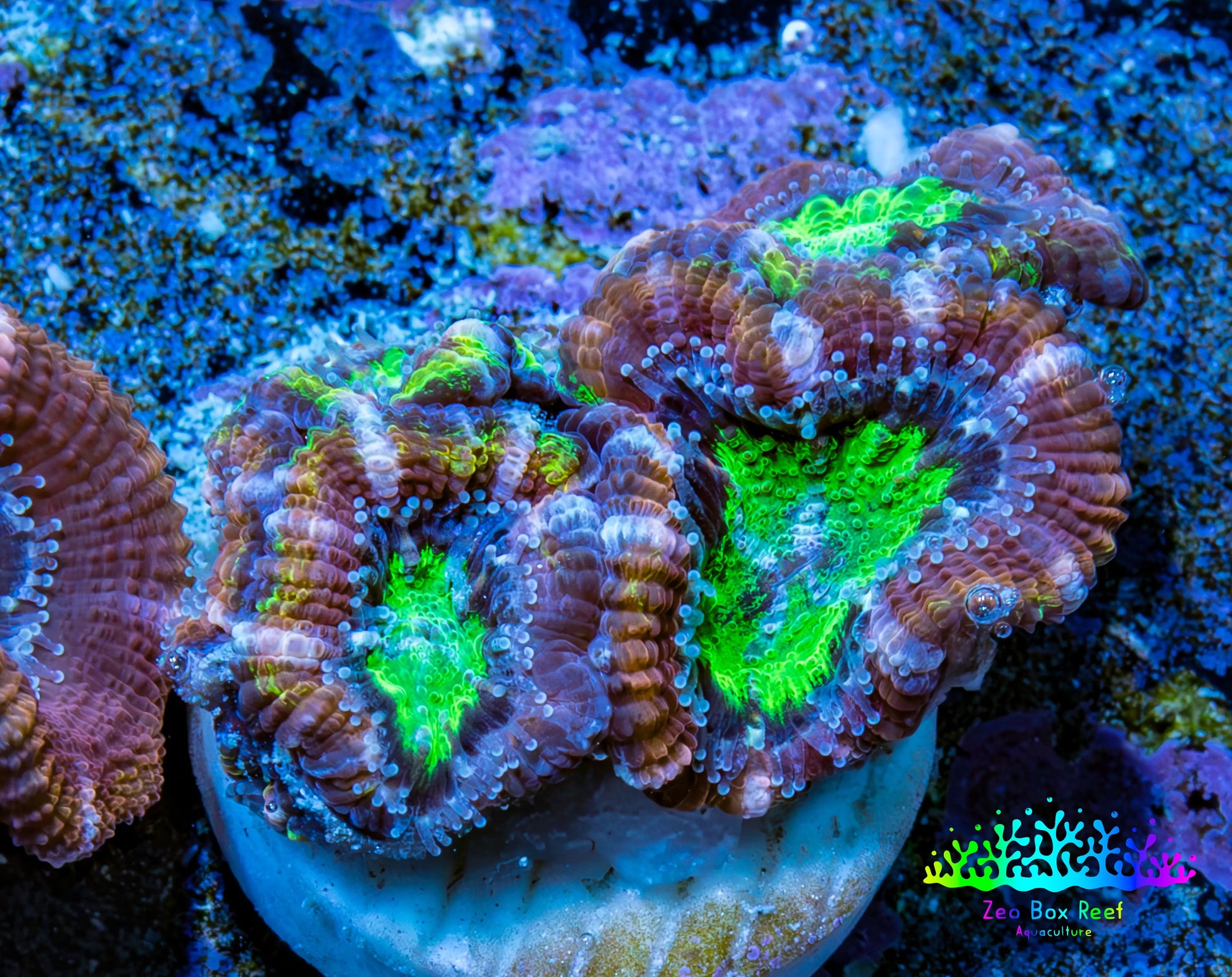 Ultra Acan Coral - Micromussa Lordhowensis - Acan Frag B5R3B1 Ultra Acan Coral - Micromussa Lordhowensis - Acan Frag B5R3B1 LPS Coral Ultra Acan Coral - Micromussa Lordhowensis - Acan Frag B5R3B1 Zeo Box Reef