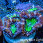 Ultra Acan Coral - Micromussa Lordhowensis - Acan Frag B5R3B1 Ultra Acan Coral - Micromussa Lordhowensis - Acan Frag B5R3B1 LPS Coral Ultra Acan Coral - Micromussa Lordhowensis - Acan Frag B5R3B1 Zeo Box Reef