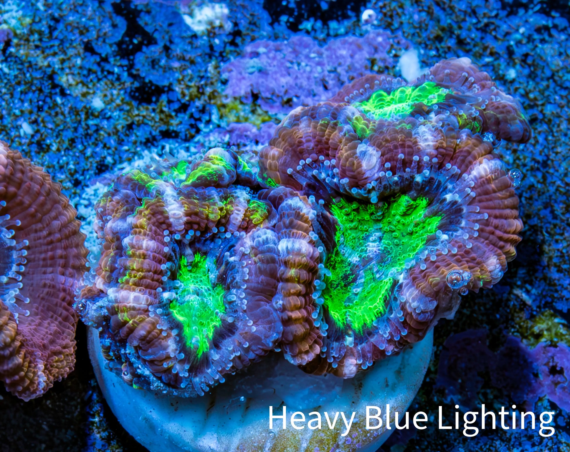 Ultra Acan Coral - Micromussa Lordhowensis - Acan Frag B5R3B1 Ultra Acan Coral - Micromussa Lordhowensis - Acan Frag B5R3B1 LPS Coral Ultra Acan Coral - Micromussa Lordhowensis - Acan Frag B5R3B1 Zeo Box Reef