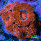 Ultra Acan Coral - Micromussa Lordhowensis - Acan Frag B6R2B1 Ultra Acan Coral - Micromussa Lordhowensis - Acan Frag B6R2B1 LPS Coral Ultra Acan Coral - Micromussa Lordhowensis - Acan Frag B6R2B1 Zeo Box Reef