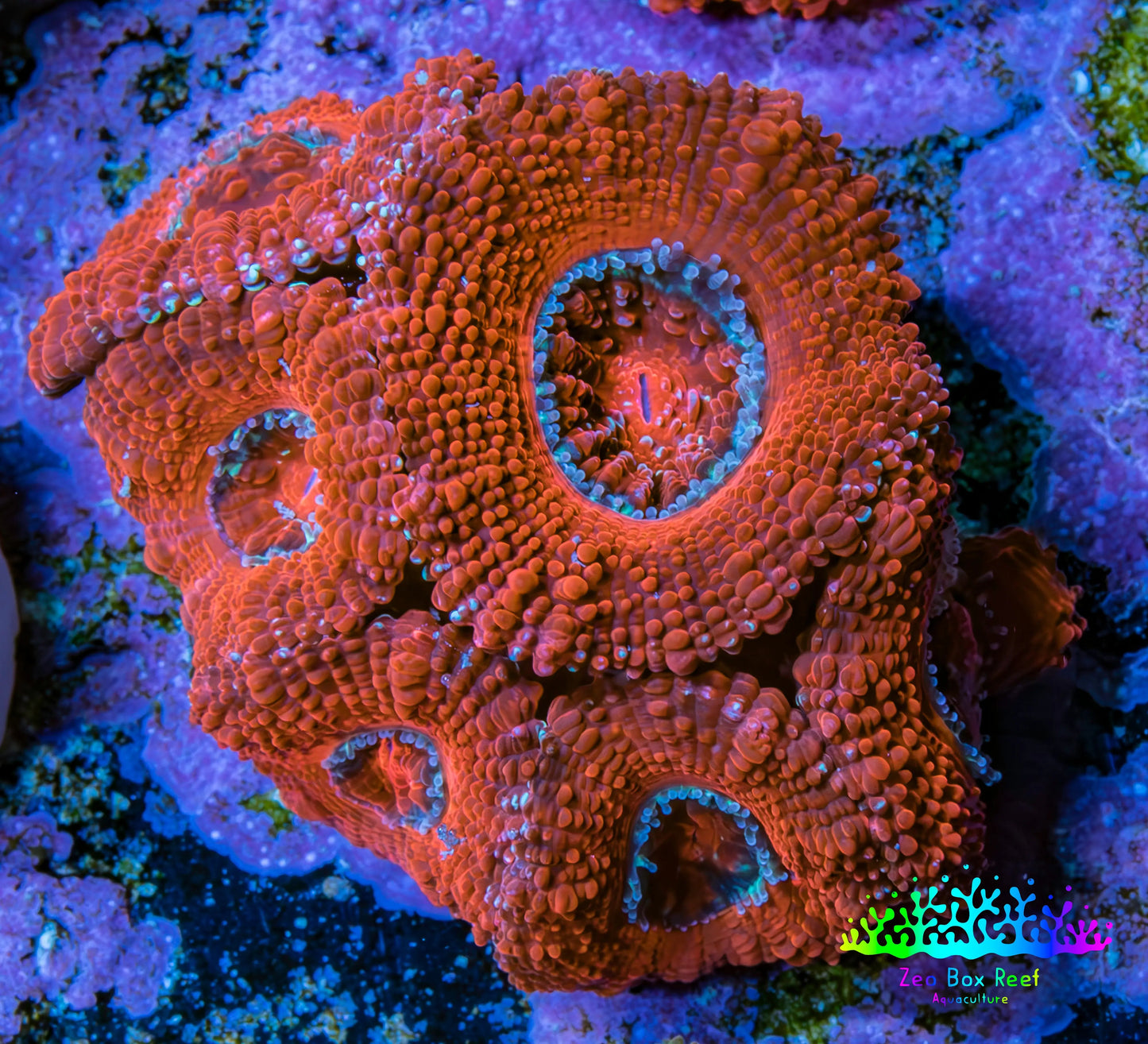 Ultra Acan Coral - Micromussa Lordhowensis - Acan Frag B6R2B1 Ultra Acan Coral - Micromussa Lordhowensis - Acan Frag B6R2B1 LPS Coral Ultra Acan Coral - Micromussa Lordhowensis - Acan Frag B6R2B1 Zeo Box Reef