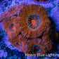 Ultra Acan Coral - Micromussa Lordhowensis - Acan Frag B6R2B1 Ultra Acan Coral - Micromussa Lordhowensis - Acan Frag B6R2B1 LPS Coral Ultra Acan Coral - Micromussa Lordhowensis - Acan Frag B6R2B1 Zeo Box Reef