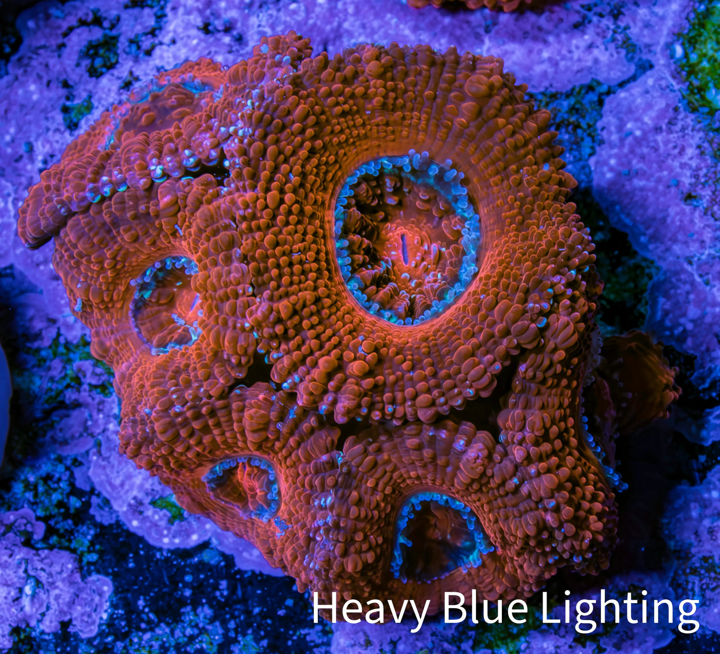 Ultra Acan Coral - Micromussa Lordhowensis - Acan Frag B6R2B1 Ultra Acan Coral - Micromussa Lordhowensis - Acan Frag B6R2B1 LPS Coral Ultra Acan Coral - Micromussa Lordhowensis - Acan Frag B6R2B1 Zeo Box Reef
